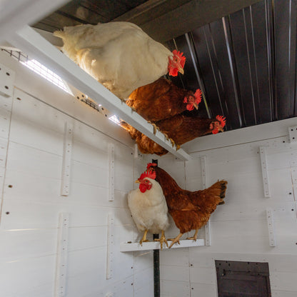 Sweetwater Chicken Coop